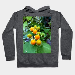 Tasty velvet peach (Solanum abutiloides).Dwarf tree tomato Hoodie